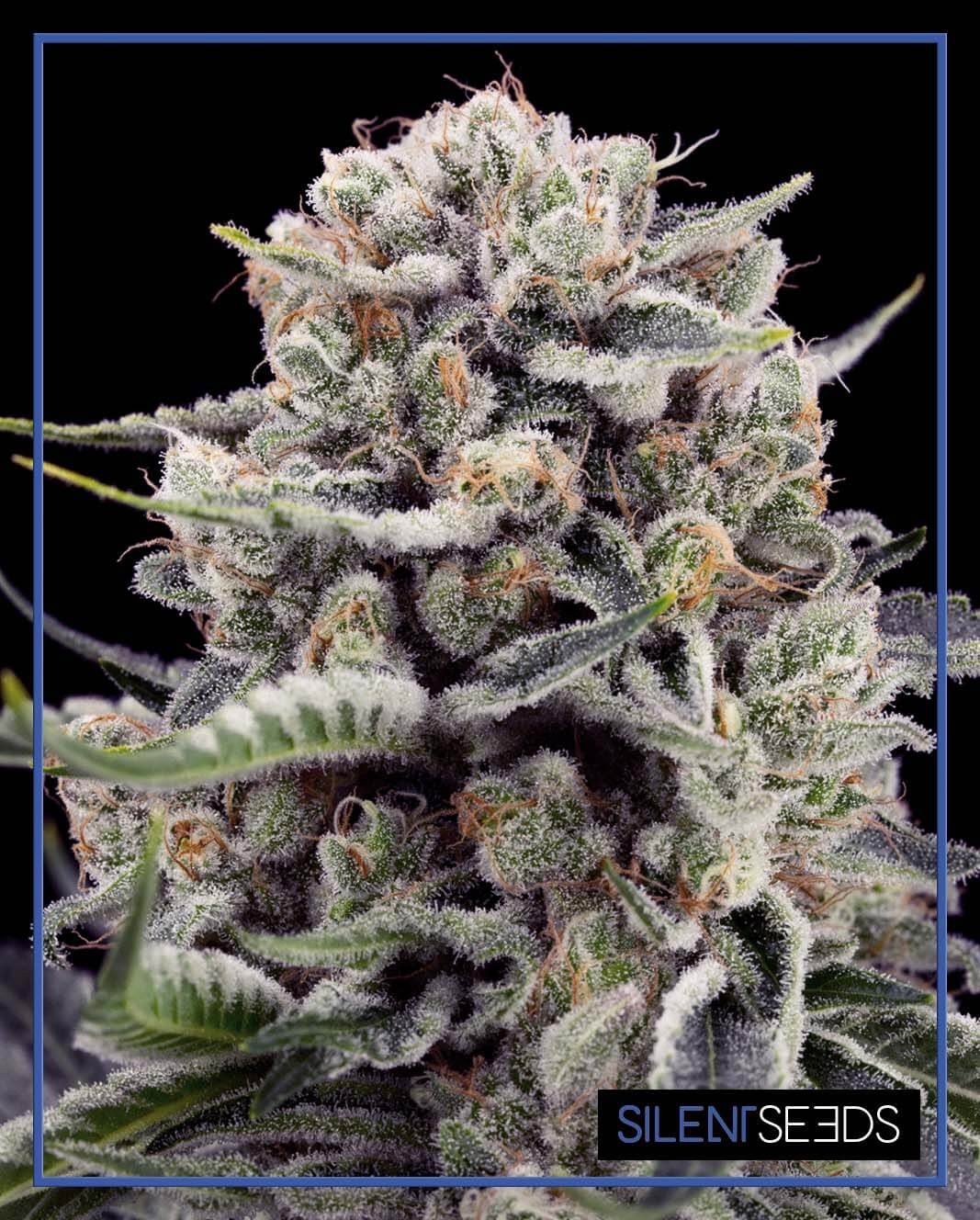 B-45 by Booba Feminized by Silent Seeds