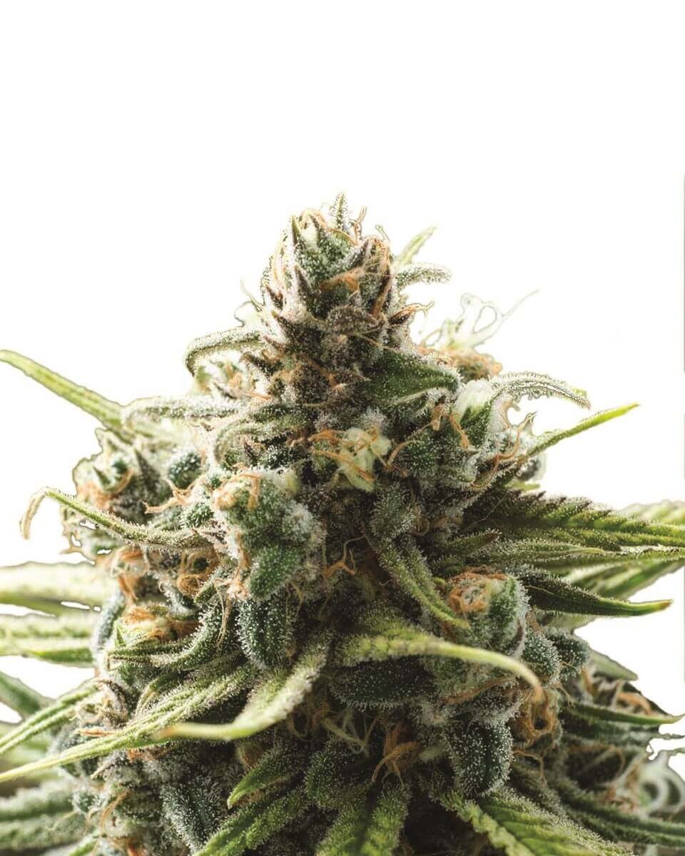 B-52 Feminized by Nirvana