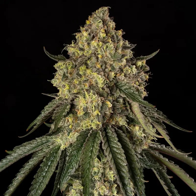 B-52 Feminized by Silent Seeds