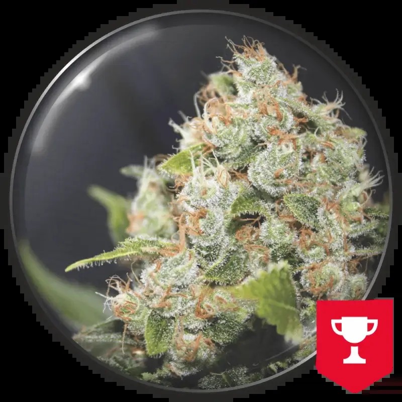 BCN Sour Diesel Feminized by Medical Seeds