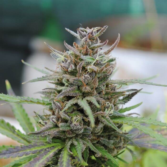 Baby Boom Auto Autoflower by Kannabia