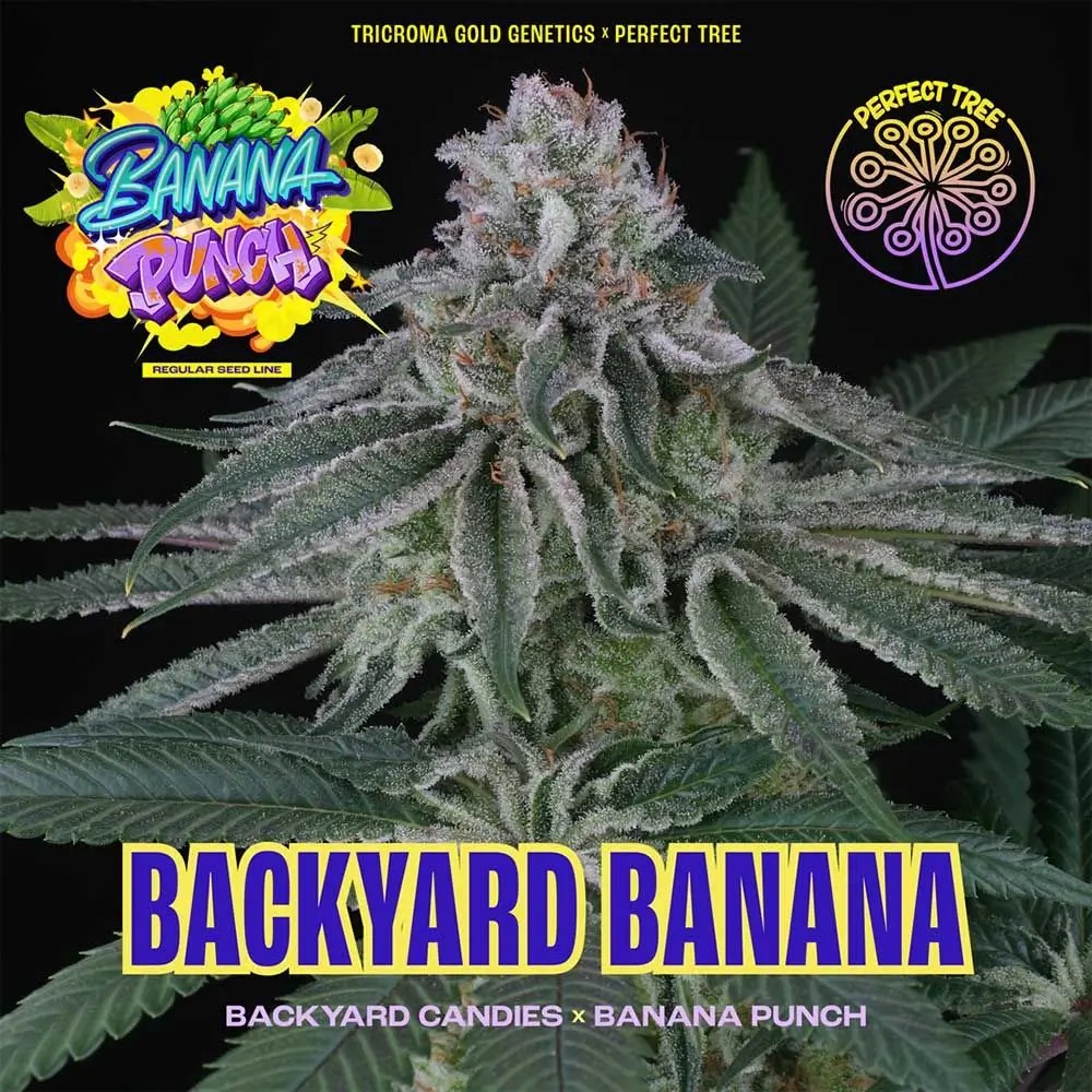 Backyard Banana Regular by Perfect Tree