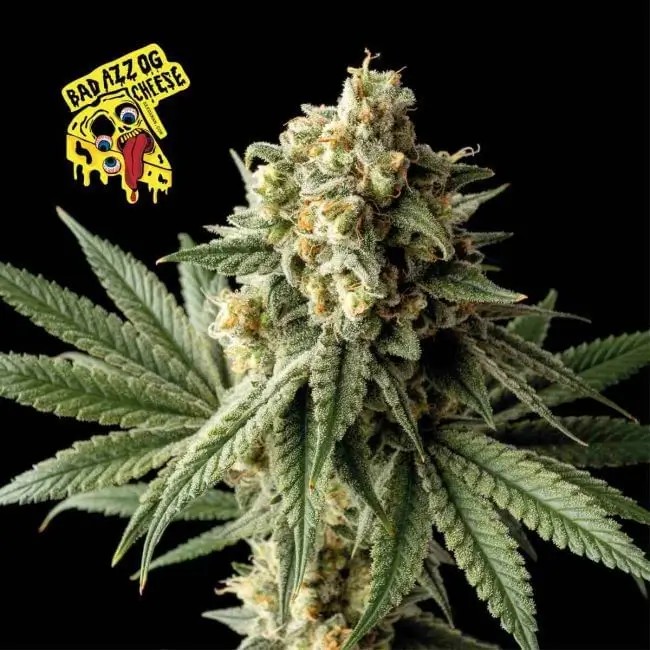 Badazz OG Cheese Feminized by Seedsman