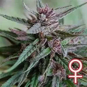 Bahia Black Head Feminized by K.C. Brains