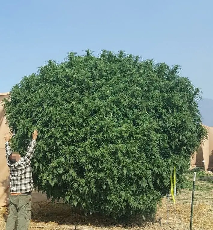 Baja Blast S1 Feminized by Mosca Seeds