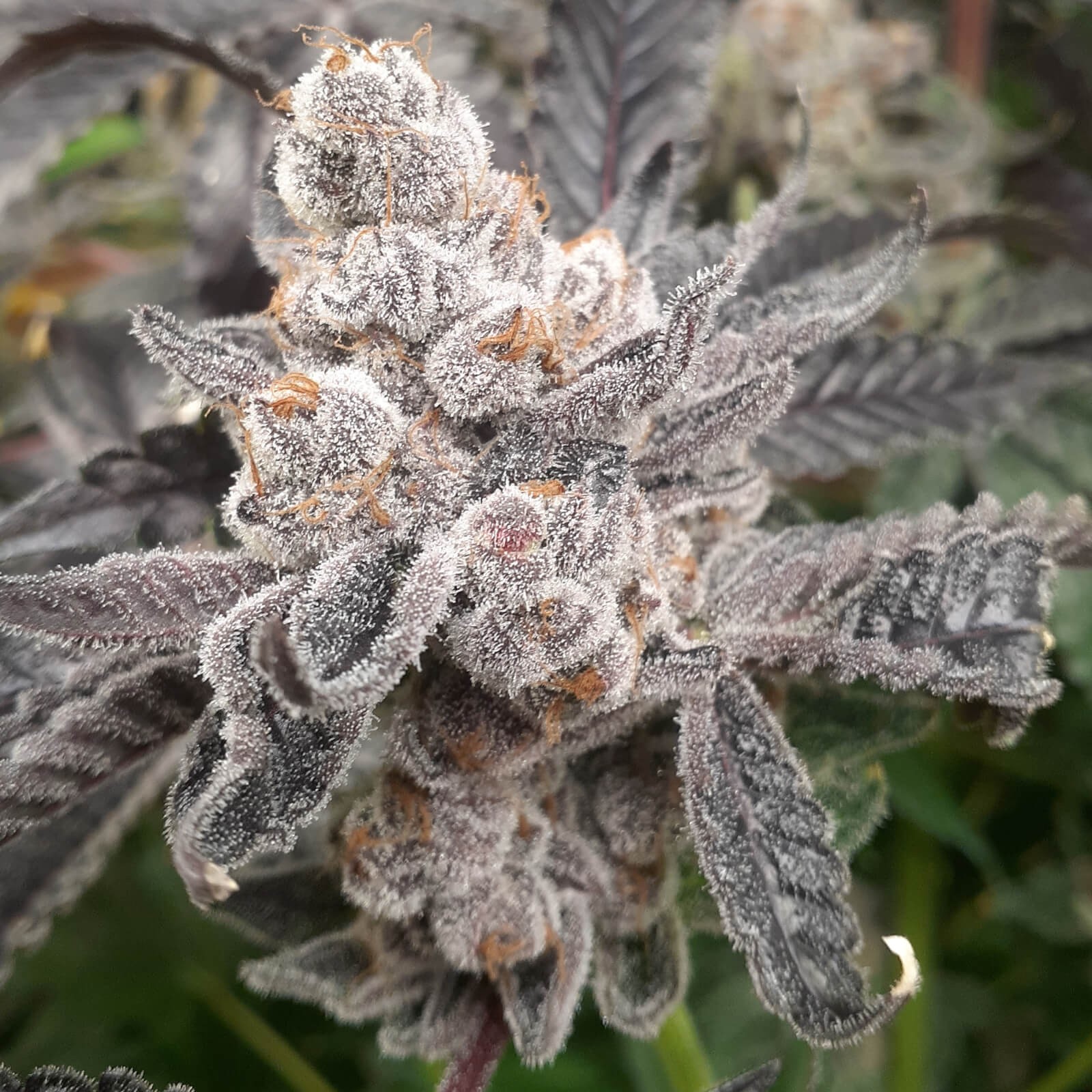 Baker's Fruit Feminized by Elev8 Seeds
