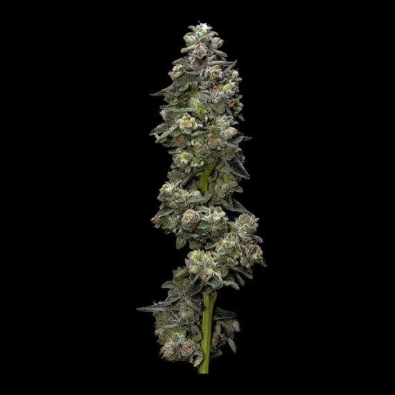 Bakers Delight Auto Autoflower by DNA Genetics