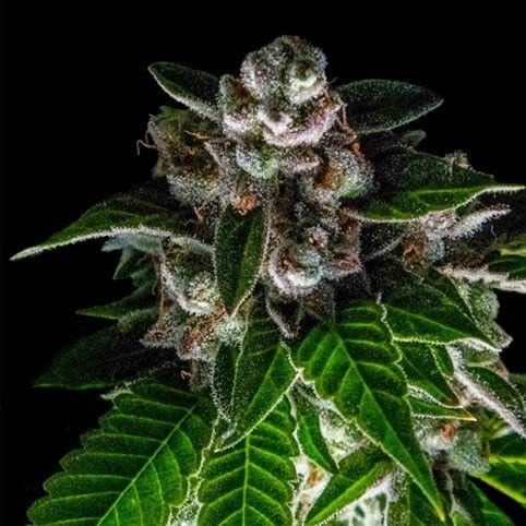 Bakers Delight Feminized by DNA Genetics