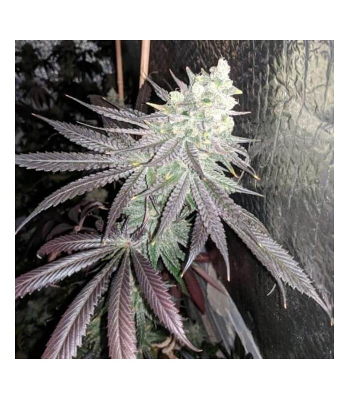 Baklava Feminized by The Plug Seedbank