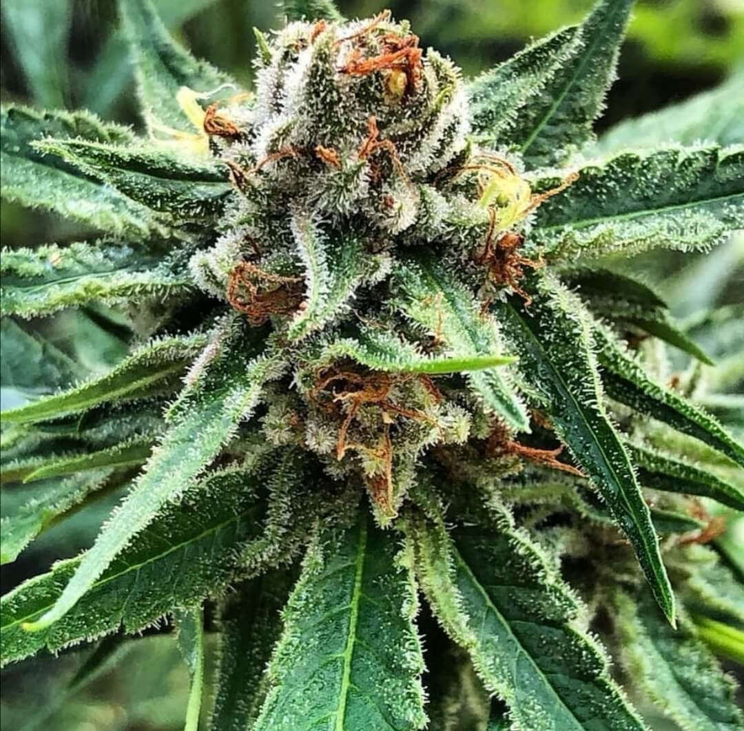 Banana & Cheese Regular by Old School Genetics