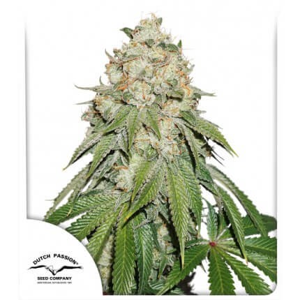 Banana Blaze Feminized by Dutch Passion