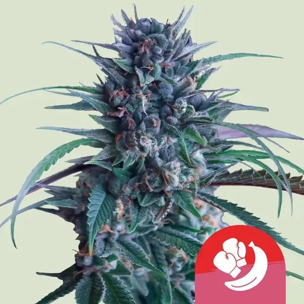 Banana Brawler Feminized by Royal Queen Seeds