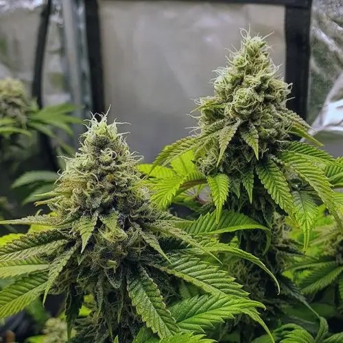 Banana Cake Feminized by In House Genetics