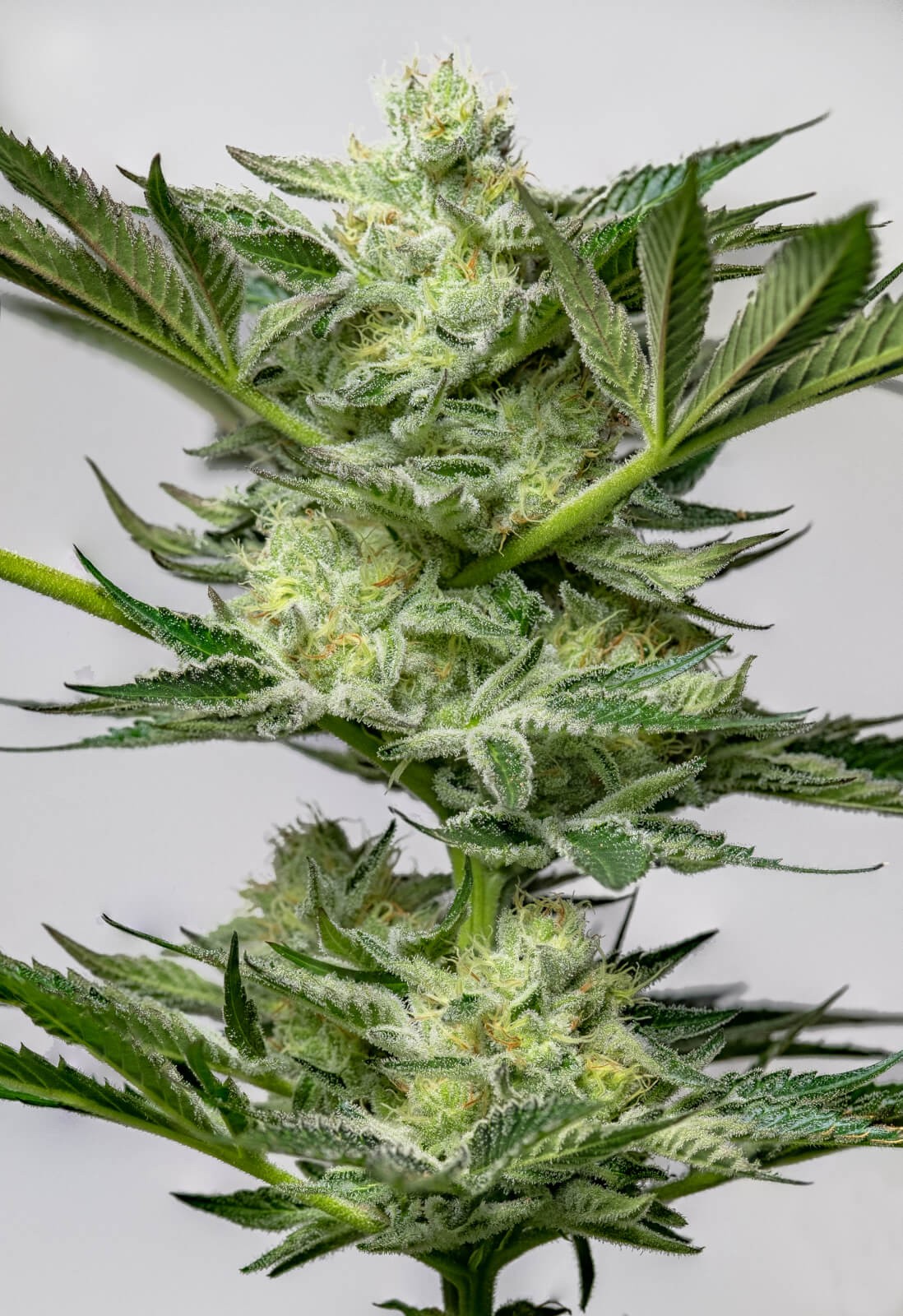 Banana Cake Feminized by Paisa Seeds