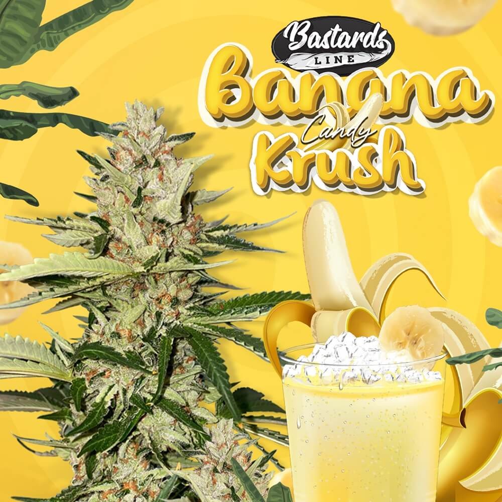 Banana Candy Krush Feminized by T.H. Seeds
