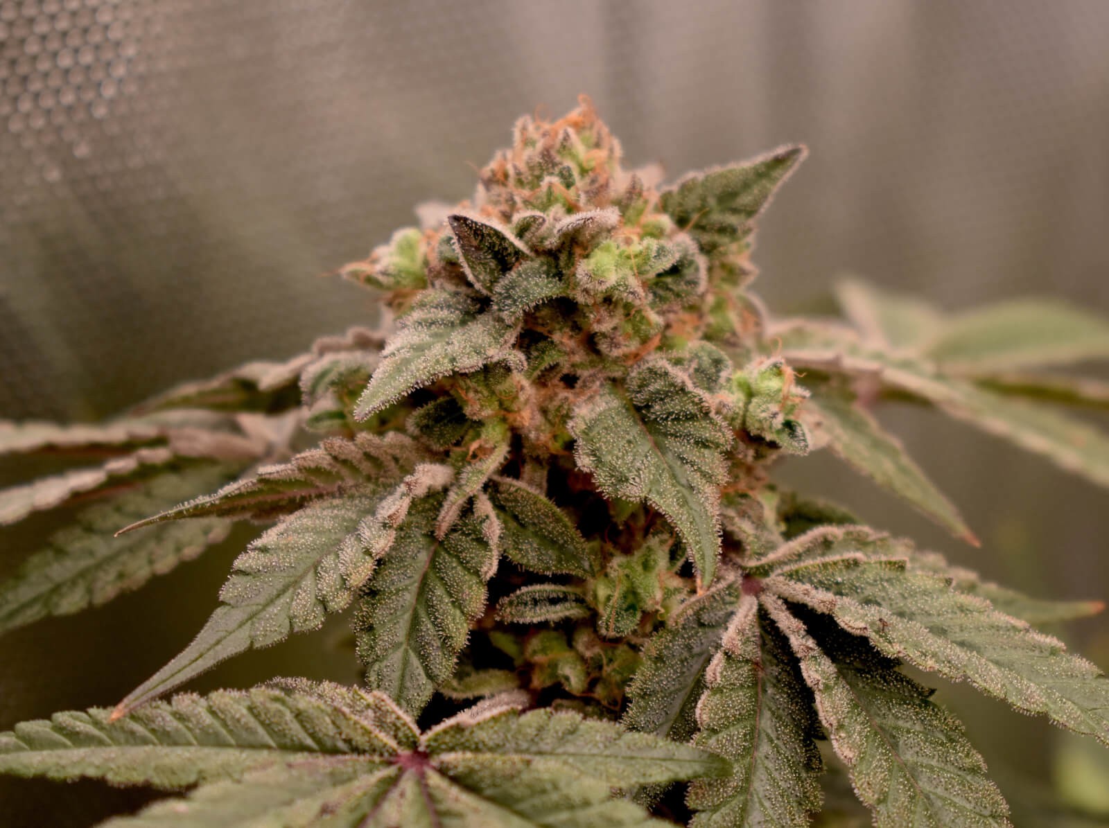 Banana Cheesecake Feminized by Old School Genetics