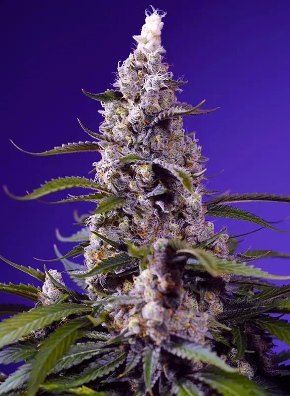 Banana Cream Cake XL Auto Autoflower by Sweet Seeds