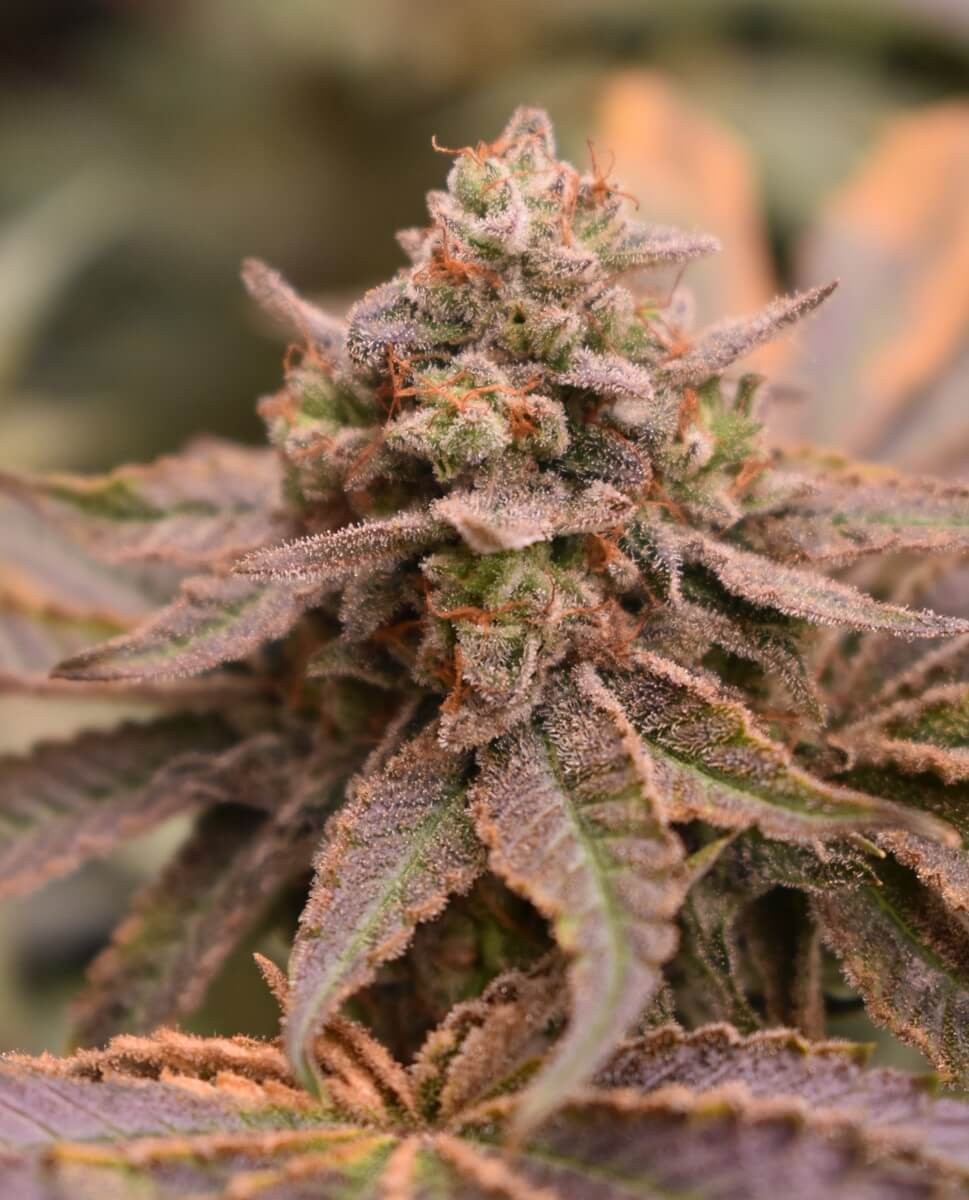 Banana Cream Pie Feminized by Old School Genetics