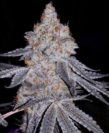 Banana Daddy R1 Feminized by Ethos Genetics