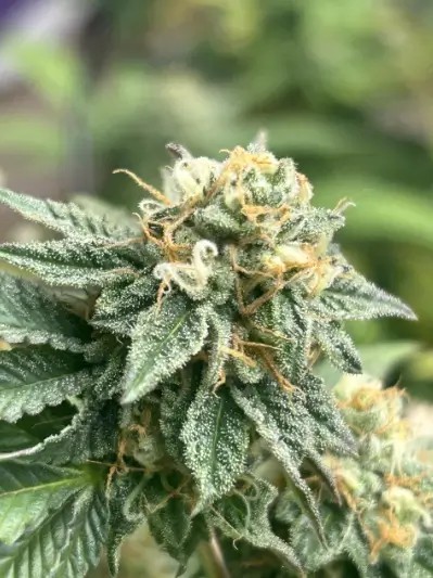 Banana Dessert Auto Autoflower by R-Kiem Seeds
