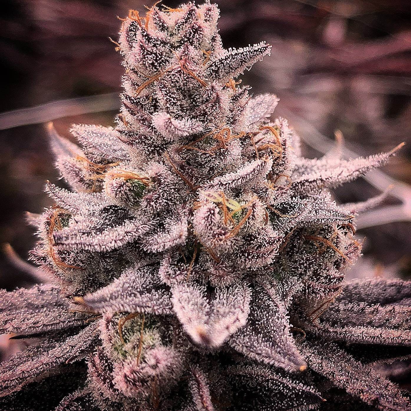 Banana Dessert Feminized by R-Kiem Seeds