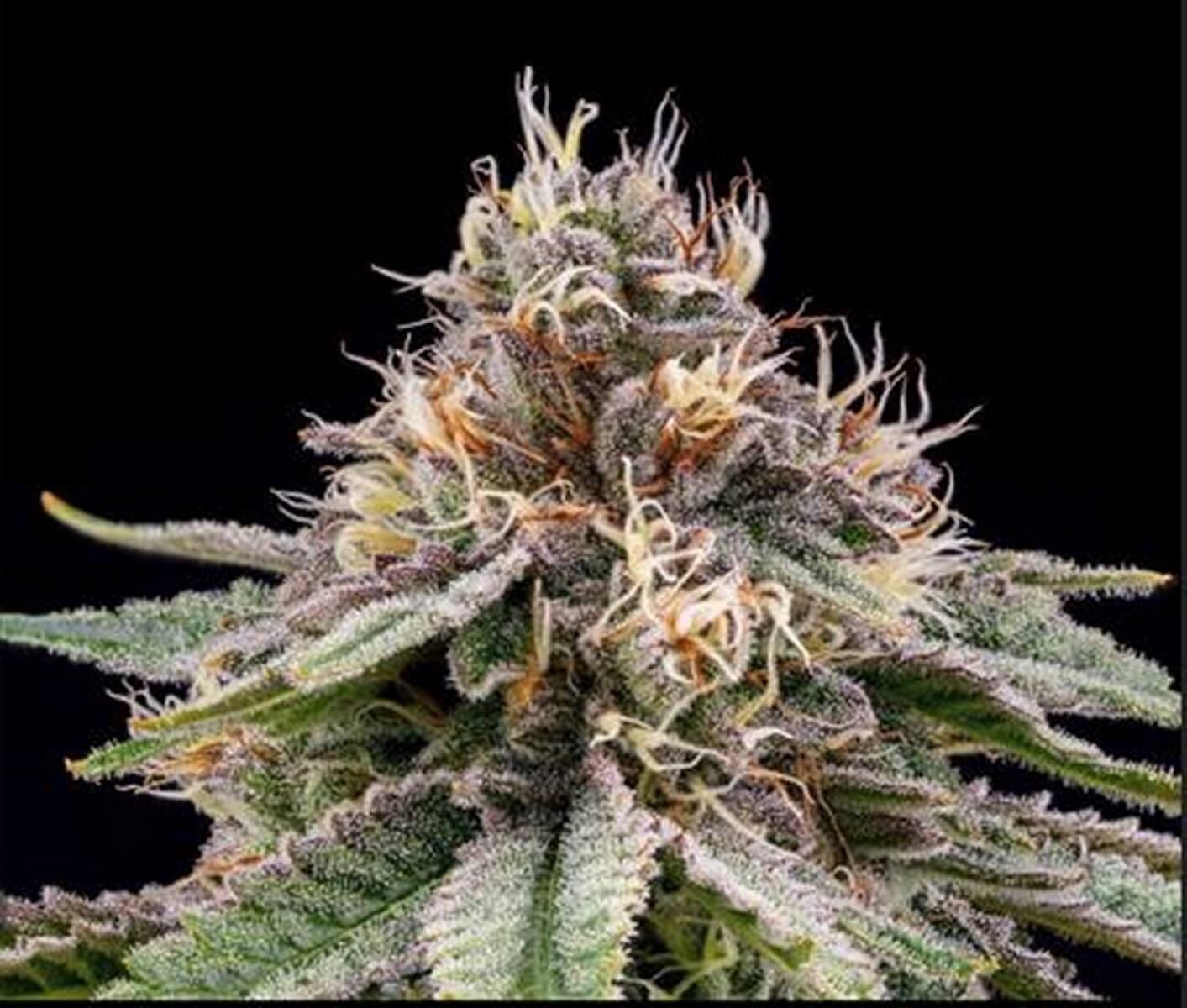 Banana Dessert Regular by R-Kiem Seeds