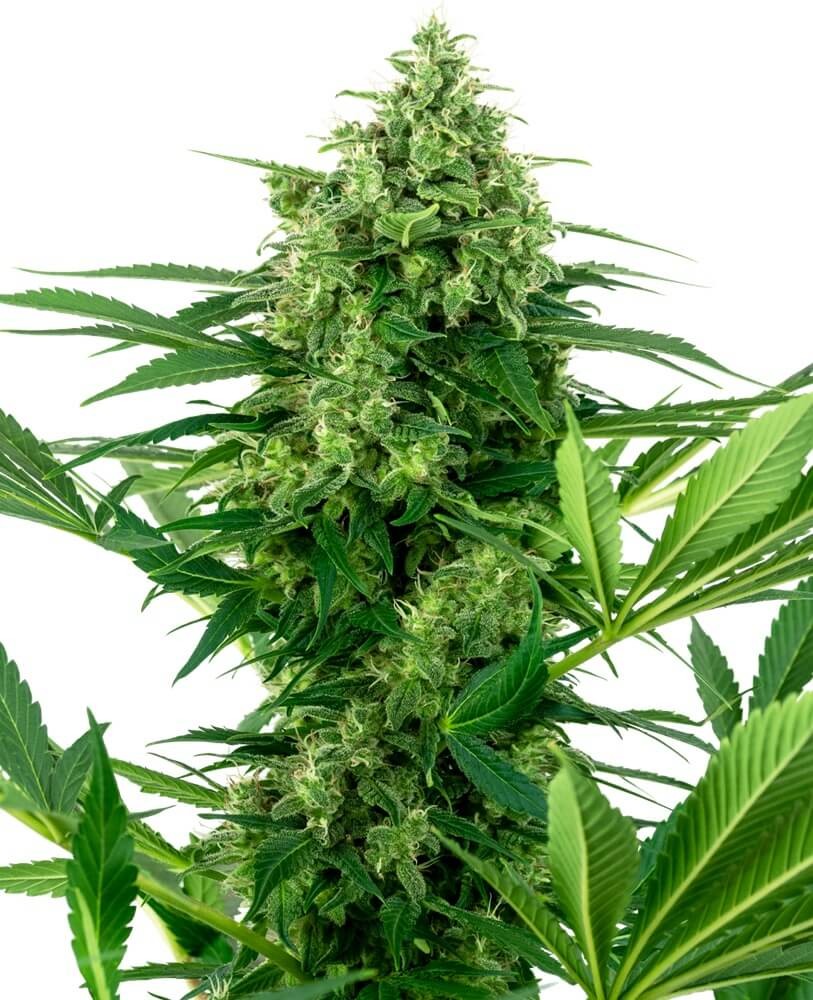 Banana Frosting Feminized by Sensi Seeds