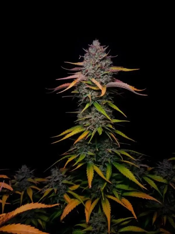 Banana Guava Auto Autoflower by Fast Buds