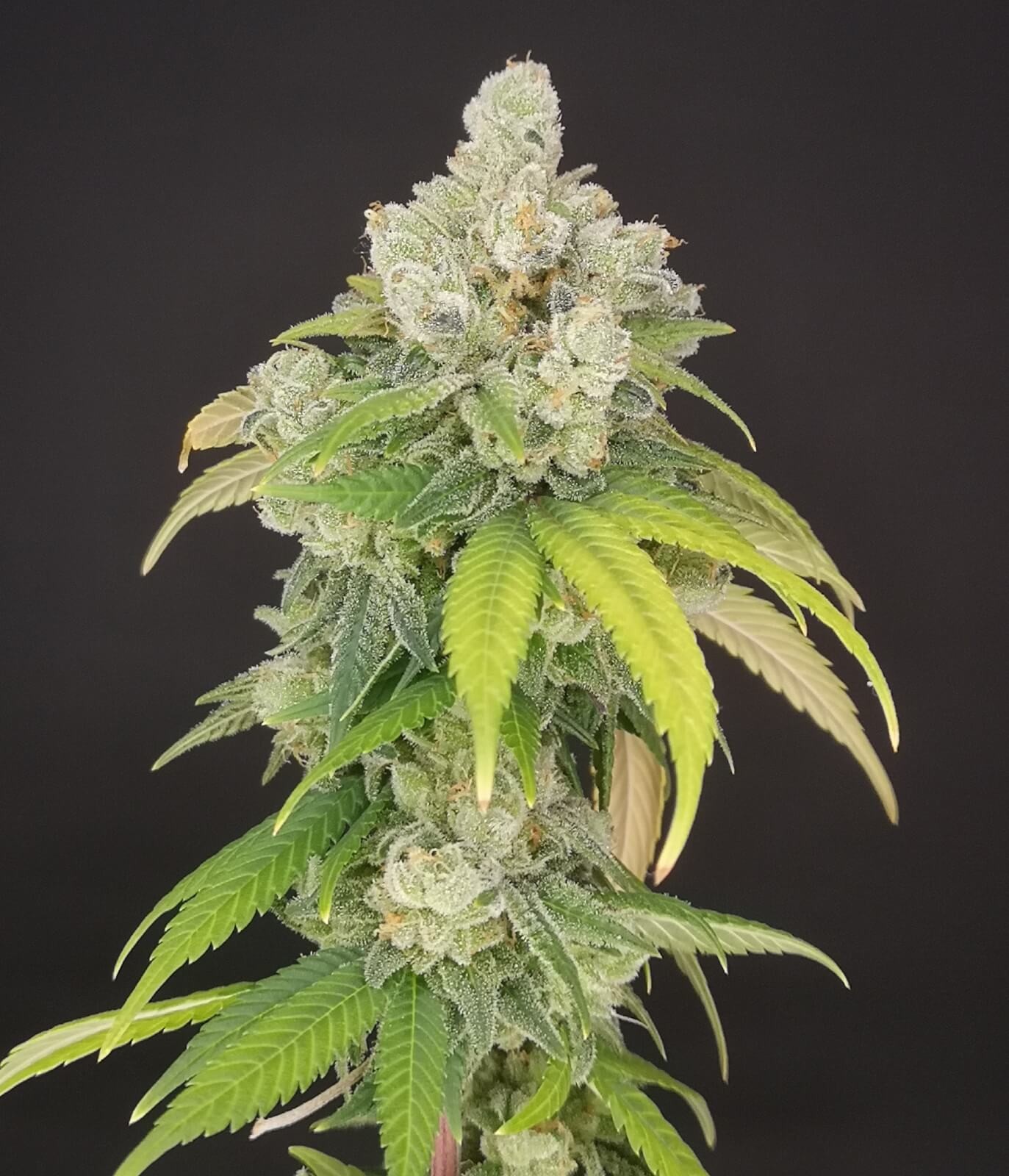 Banana Gushers Feminized by Old School Genetics
