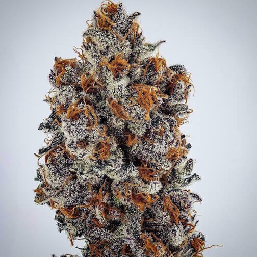 Banana Hammock RBX Feminized by Ethos Genetics