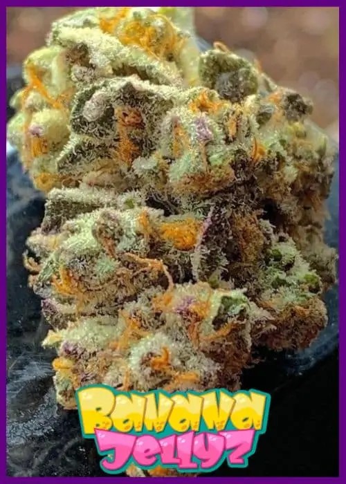 Banana Jelly'Z Feminized by ZmoothieZ