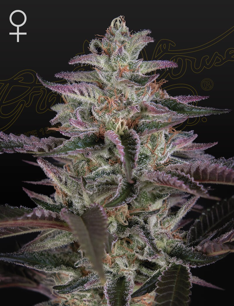 Banana Krumble Feminized by Green House seeds