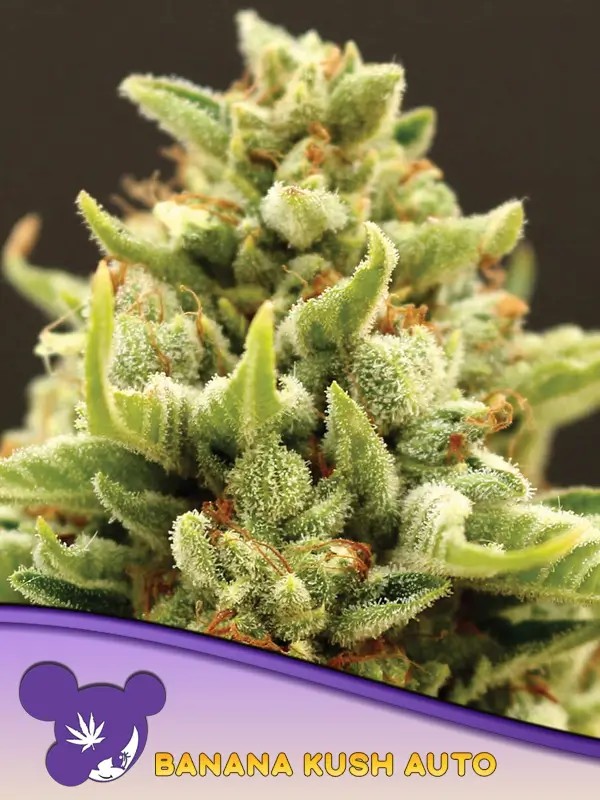 Banana Kush Auto Autoflower by Anesia Seeds