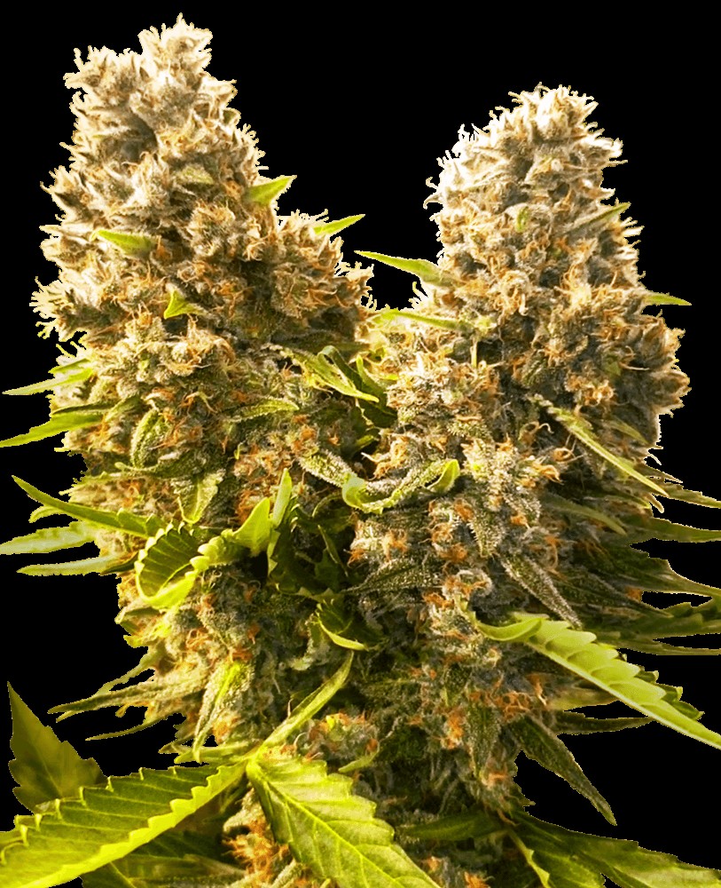 Banana Kush Cake Auto Autoflower by Sensi Seeds