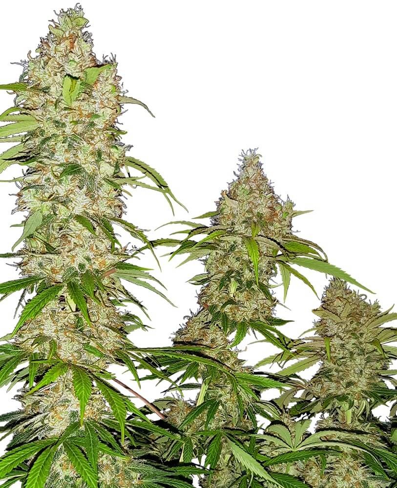 Banana Kush Cake Feminized by Sensi Seeds