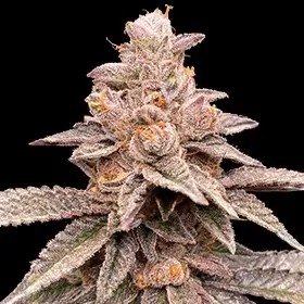 Banana Latte Feminized by G13 Labs