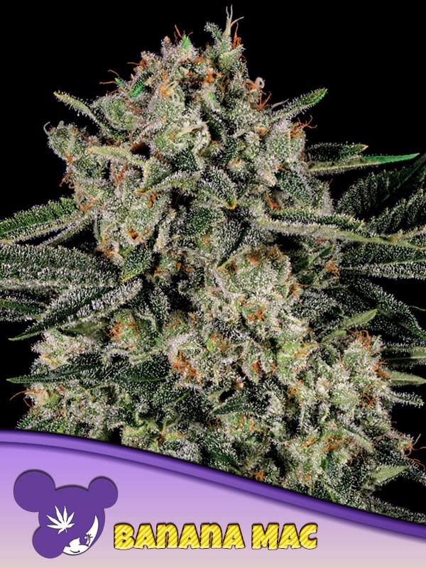 Banana MAC Feminized by Anesia Seeds