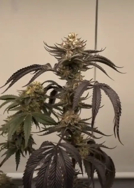 Banana Melonade Feminized by Black Farm Genetix