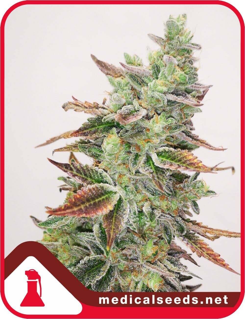 Banana Purp Feminized by Medical Seeds