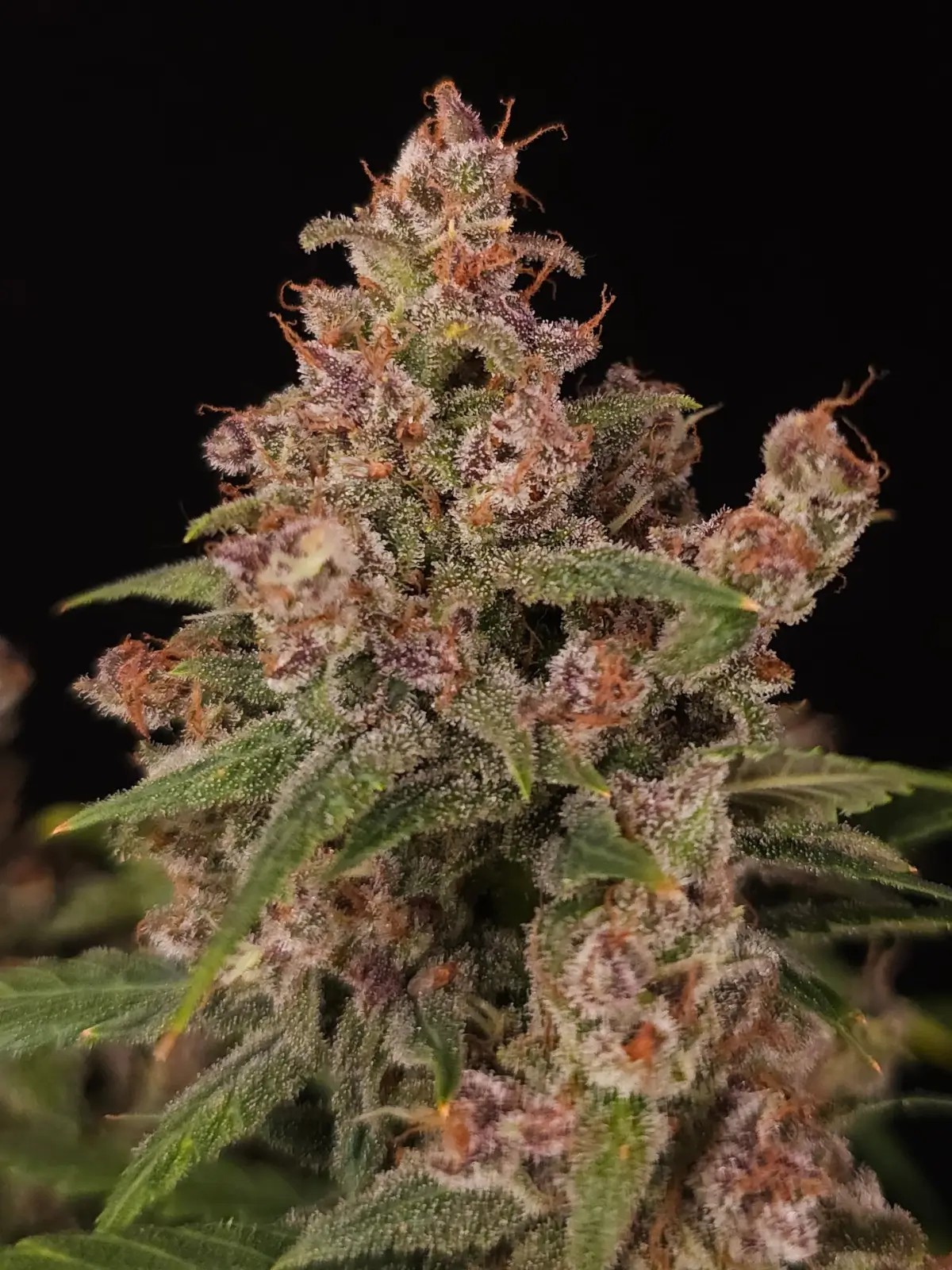 Banana Purple Auto Autoflower by Paradise Seeds