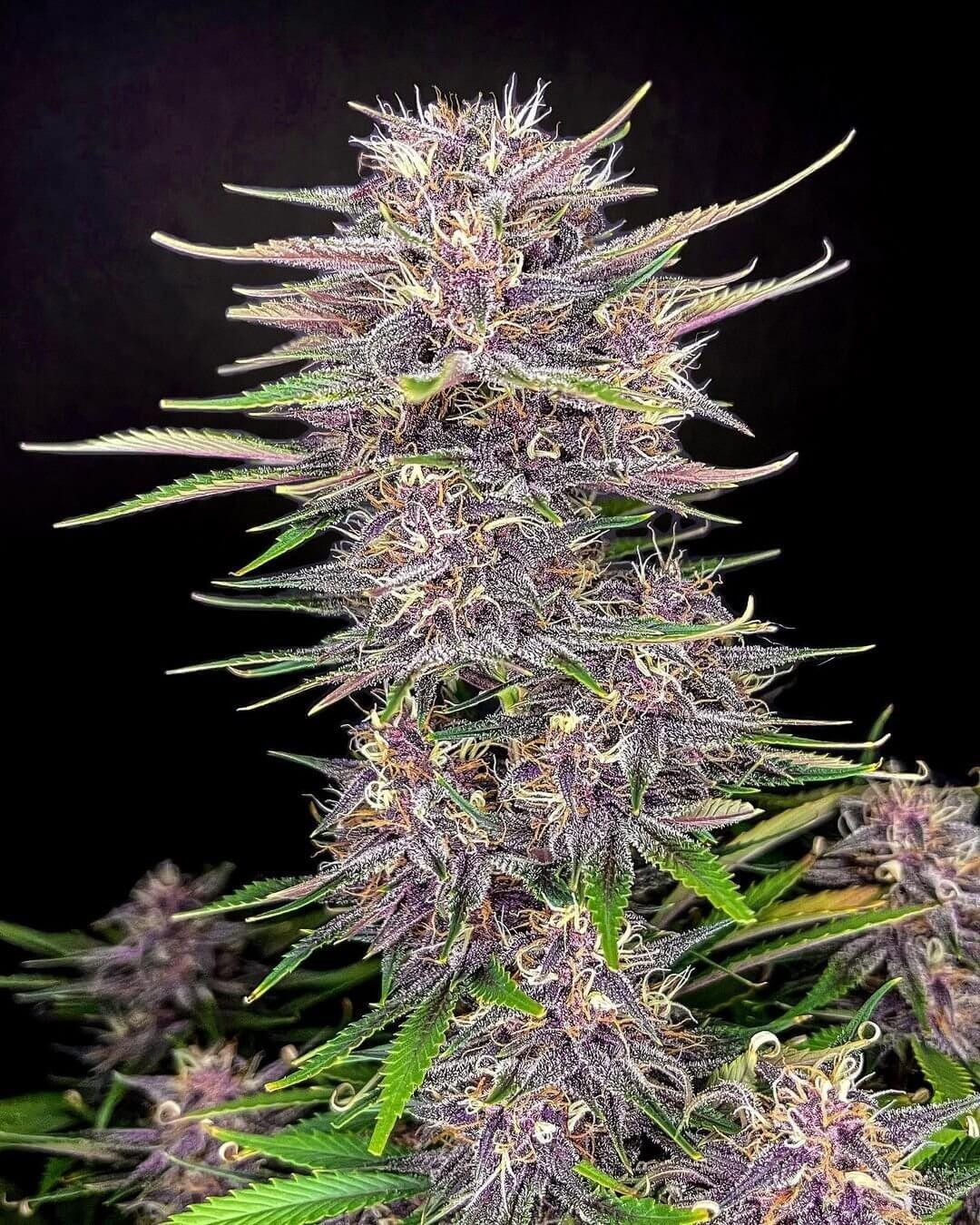 Banana Purple Punch Auto Autoflower by Fast Buds