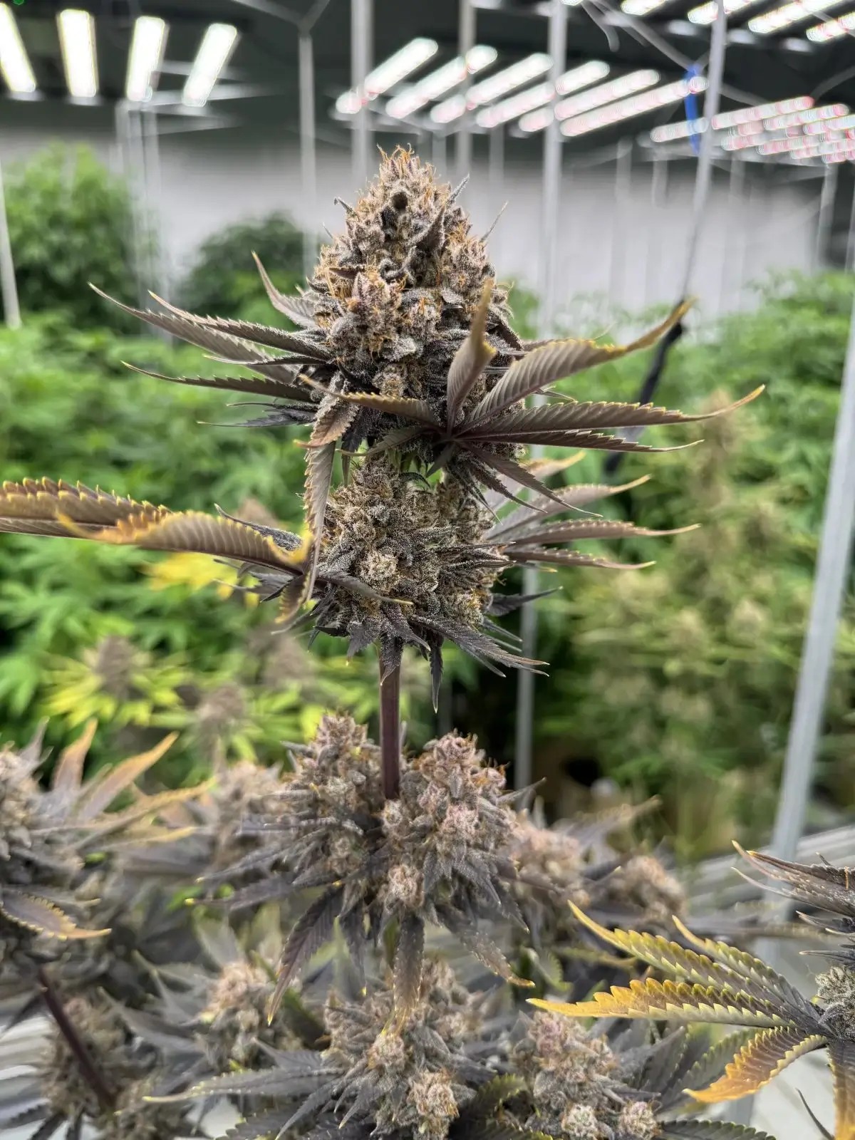 Banana Purple Punch RF3 Auto Autoflower by Fast Buds