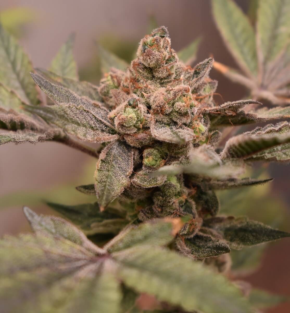Banana Runtz Feminized by Old School Genetics