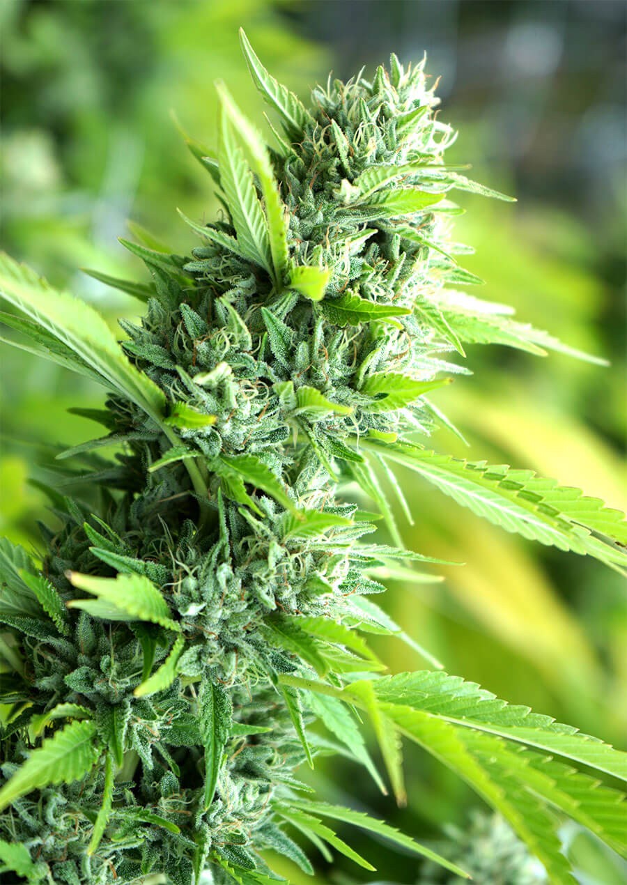 Banana Sapphire Feminized by Humboldt Seed Organization