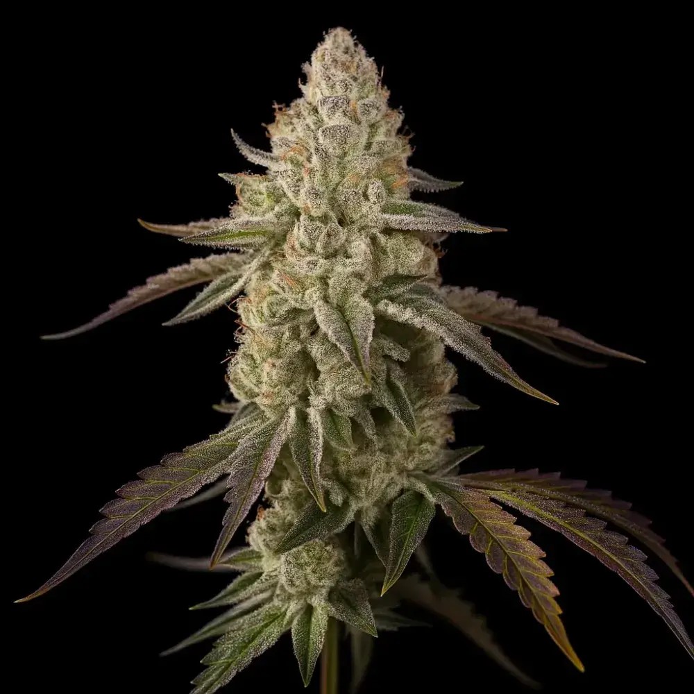 Banana Velvet Og Triploid Feminized by Triploid Genetics