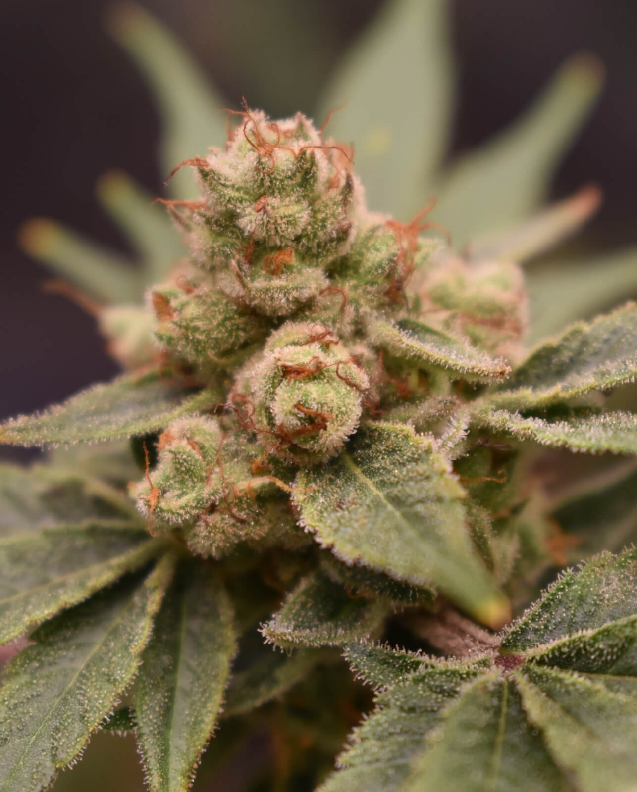 BananaZ Feminized by Old School Genetics
