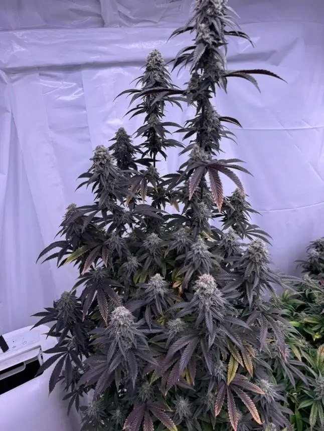 Bananacane Feminized by In House Genetics