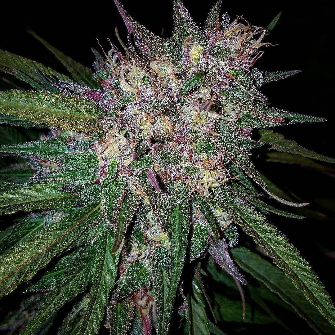 Bay Berry Regular by Grand Daddy Purple Seeds