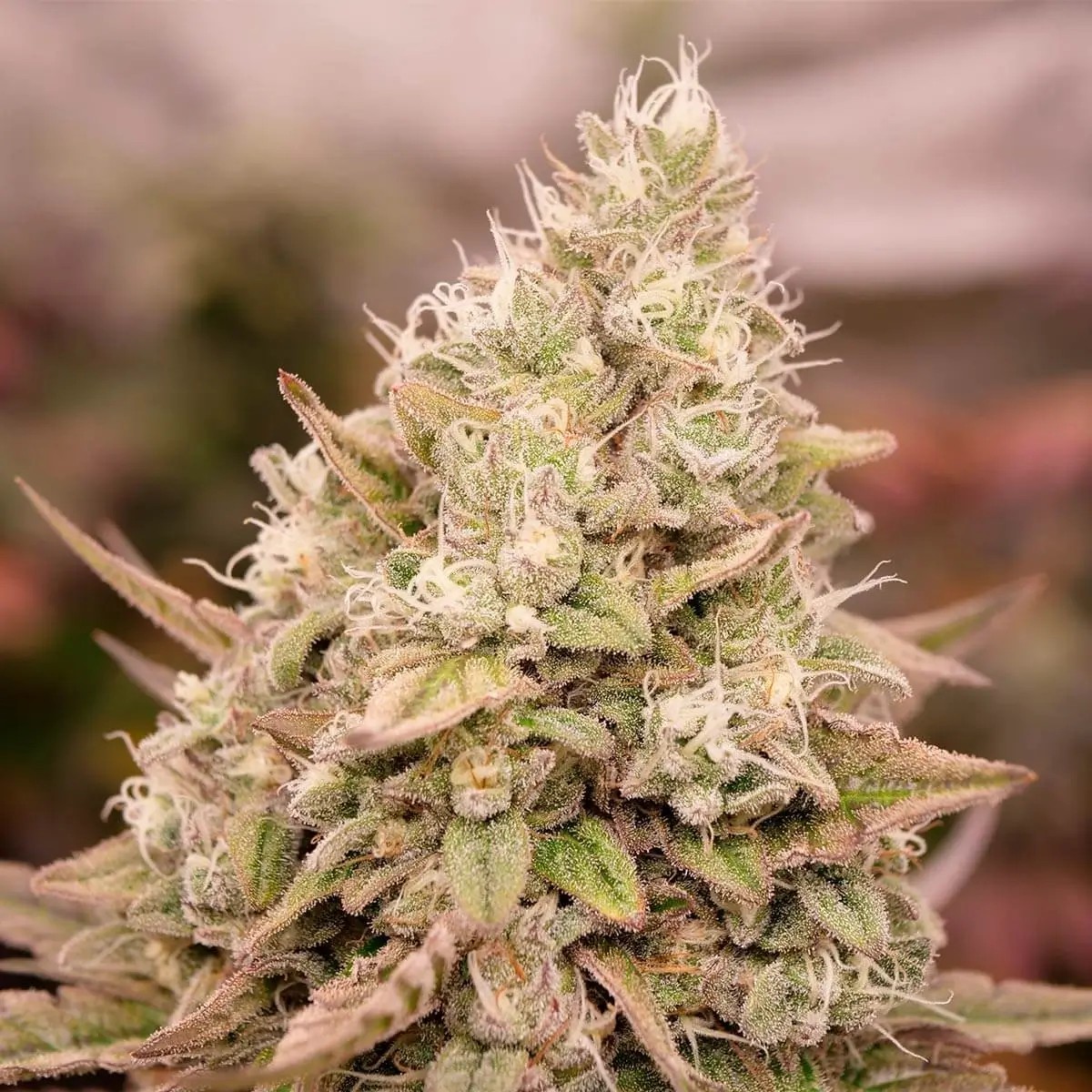 Bay Burger Early Version Feminized by Delicious Seeds