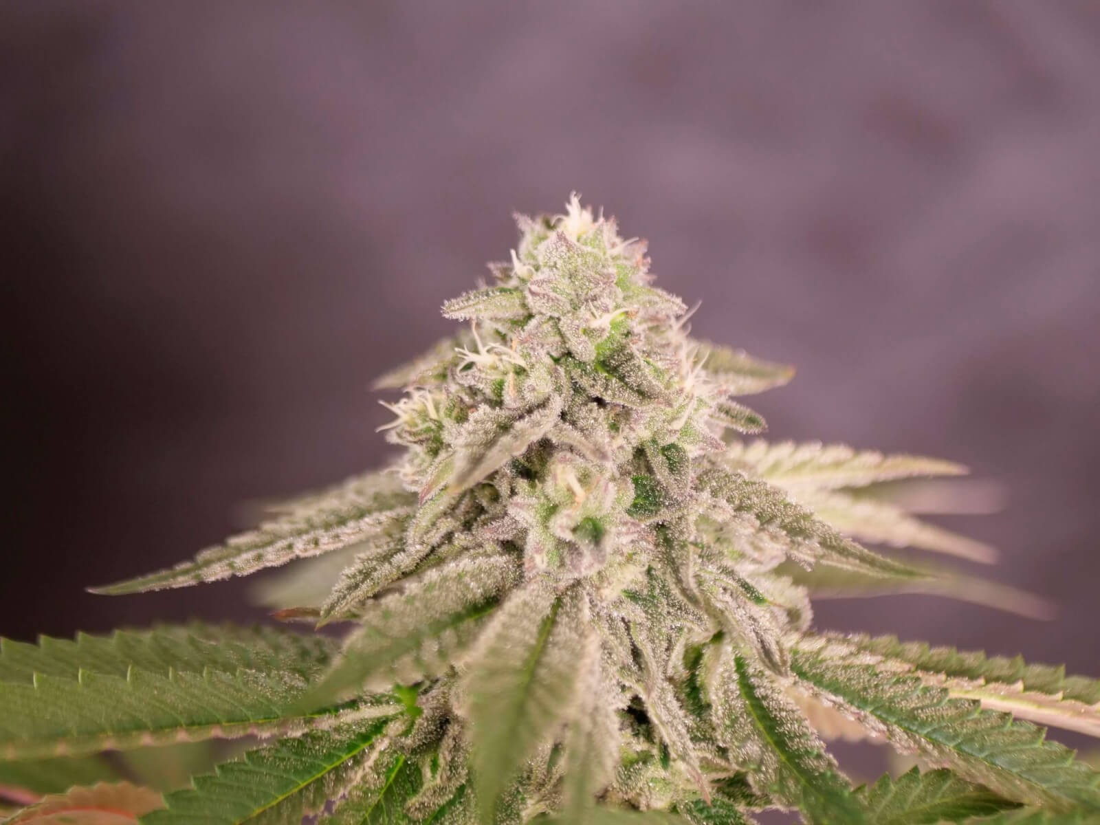 Bay Burger Feminized by Delicious Seeds